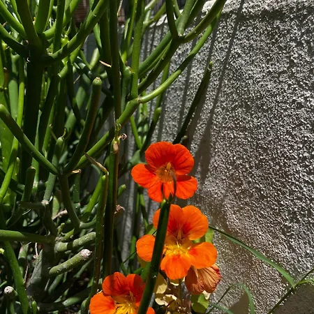 Casa Priscilla דירה Porto Columbu - Perd'E Sali