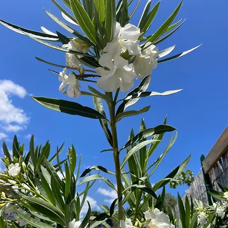 Casa Priscilla Porto Columbu - Perd'E Sali